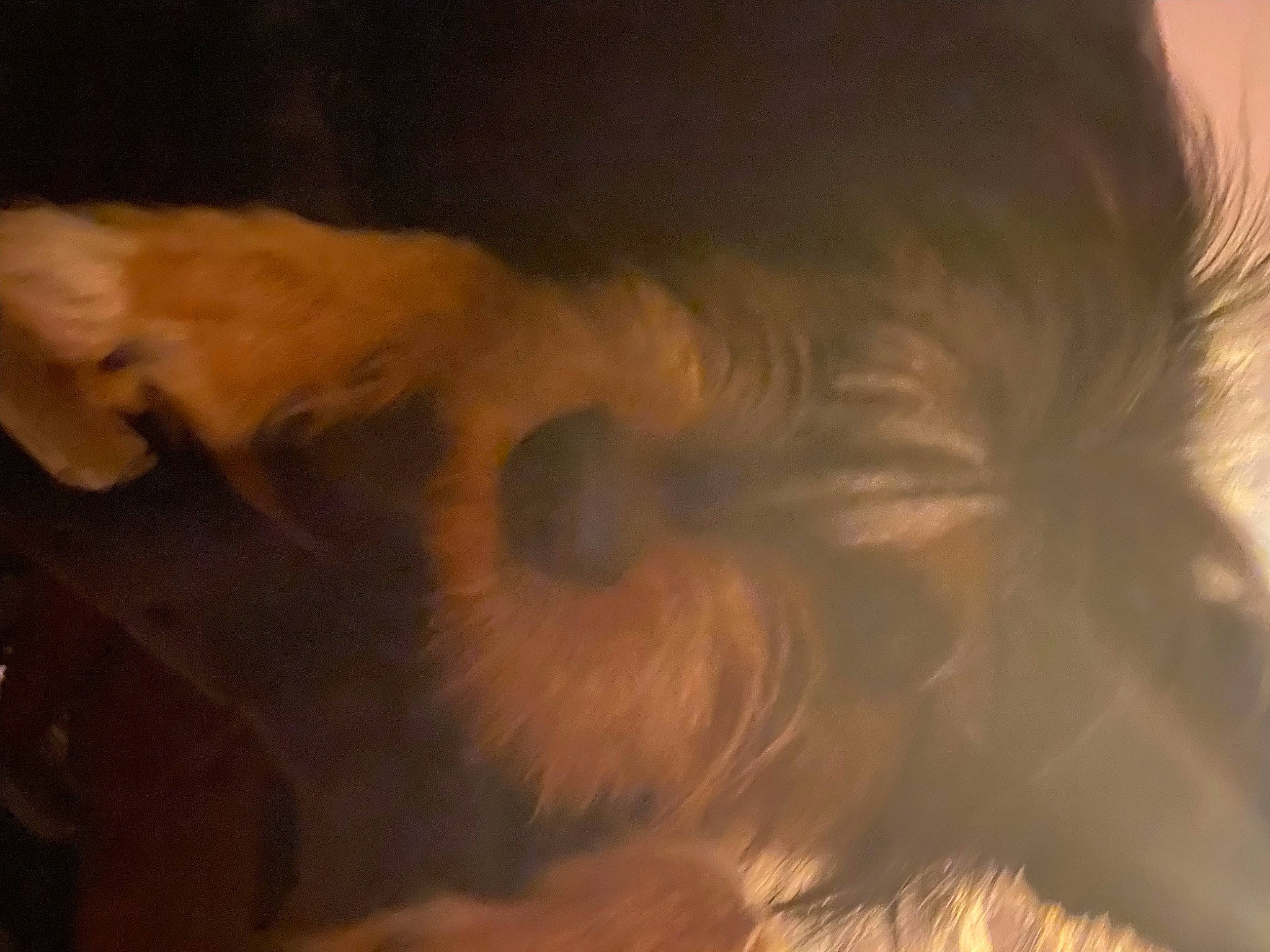 Angel joined the competition — help win amazing prizes! canidae, carnivore, cloud, companion_dog, dog, dog_breed, fawn, felidae, fur, liver, paw, small_to_medium_sized_cats, snout, sporting_group, tail, terrier, toy_dog, whiskers, wood, working_animal