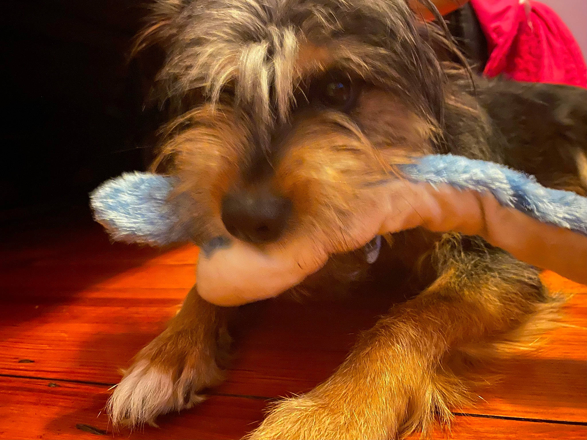 Angel is registered to the contest to win money with this photo: australian_silky_terrier, australian_terrier, biewer_terrier, canidae, carnivore, companion_dog, dog, dog_breed, flooring, fur, hardwood, liver, paw, small_terrier, sporting_group, tail, terrier, toy_dog, welsh_terrier, wood