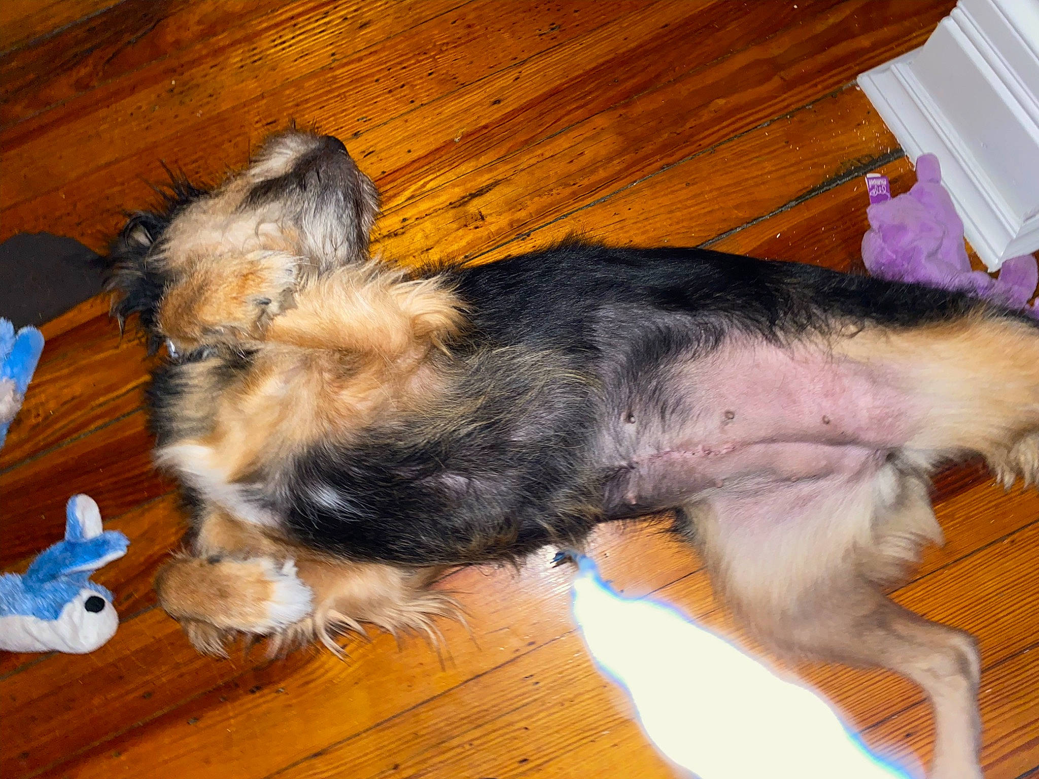 Angel joined the competition — help win amazing prizes! carnivore, comfort, companion_dog, dog, dog_breed, fawn, flooring, fur, hardwood, nap, paw, small_terrier, snout, sporting_group, tail, terrier, toy_dog, varnish, wood, wood_stain