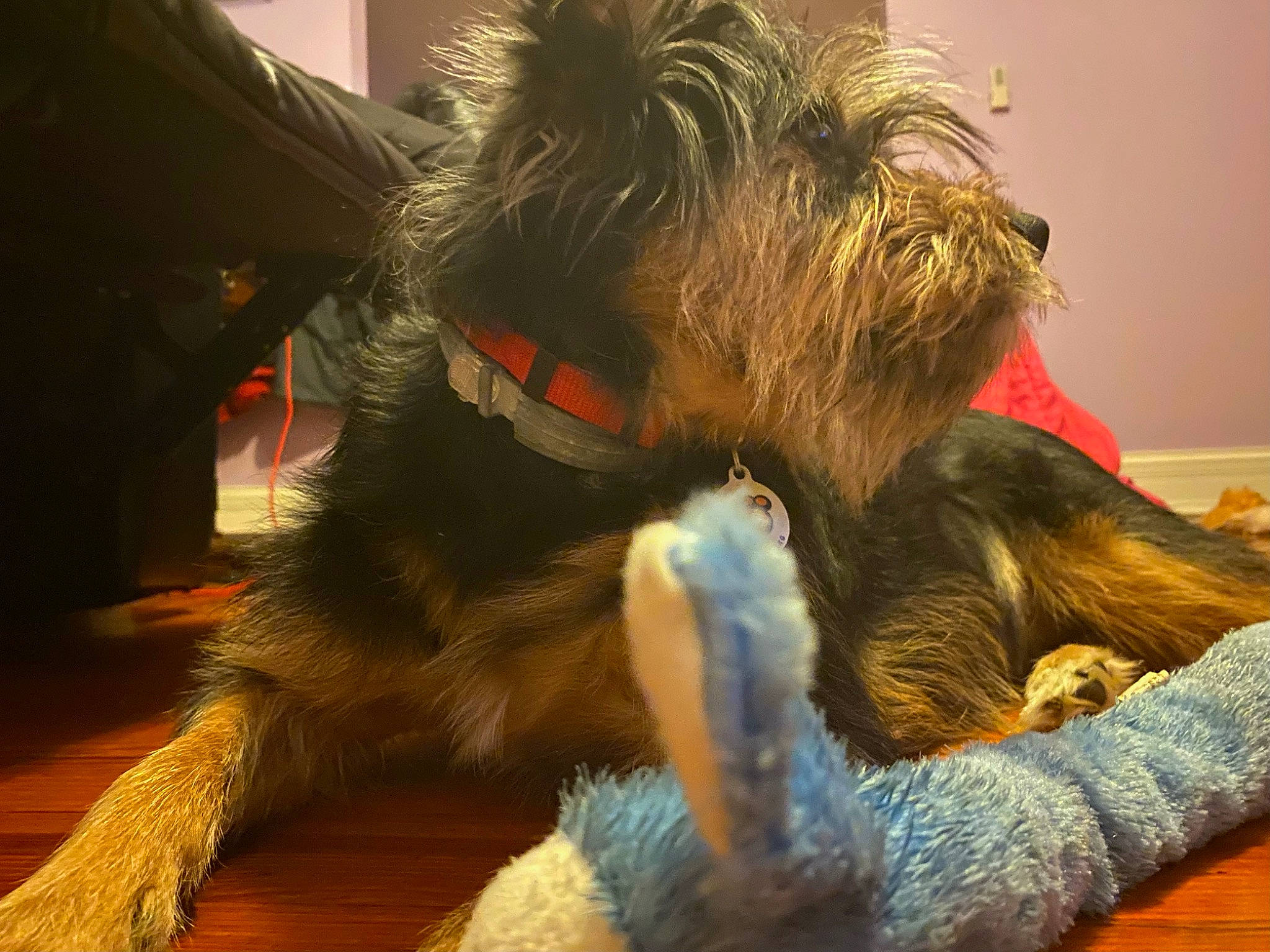 Angel is registered to the contest to win money with this photo: canidae, carnivore, claw, companion_dog, dog, dog_breed, dog_clothes, dog_supply, felidae, fur, hat, paw, schnauzer, small_terrier, snout, sporting_group, tail, terrier, toy_dog, welsh_terrier