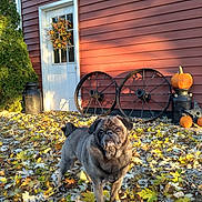 Silverado is registered to the contest to win money with this photo: animal, autumn, decoration, dog, door, fall, house, leaves, nature, outdoor, pet, pug, pumpkin, season, shadow, sunlight, tree, wheels, wreath, yard
