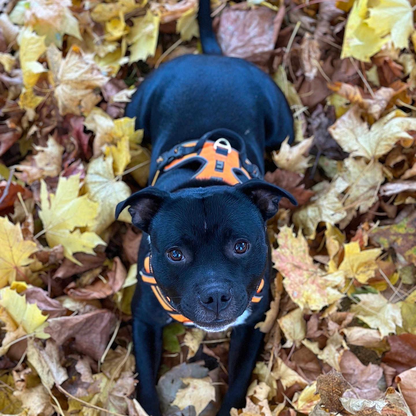 Striker participe au concours pour gagner de l'argent avec cette photo : animal, boxer, bulldog, canine, chihuahua, dog, face, head, hound, leaf, maple, mapleleaf, person, pet, photography, plant, portrait, puppy, tree, vegetation