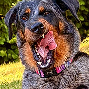 Tartine participe au concours pour gagner de l'argent avec cette photo : black_and_tan, close_up, collar, dog, floppy_ears, furry, garden, grass, greenery, happy, leash, open_mouth, outdoor, playful, portrait, rottweiler, short_hair, sunlight, teeth, tongue
