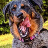 black_and_tan, close_up, collar, dog, floppy_ears, furry, garden, grass, greenery, happy, leash, open_mouth, outdoor, playful, portrait, rottweiler, short_hair, sunlight, teeth, tongue