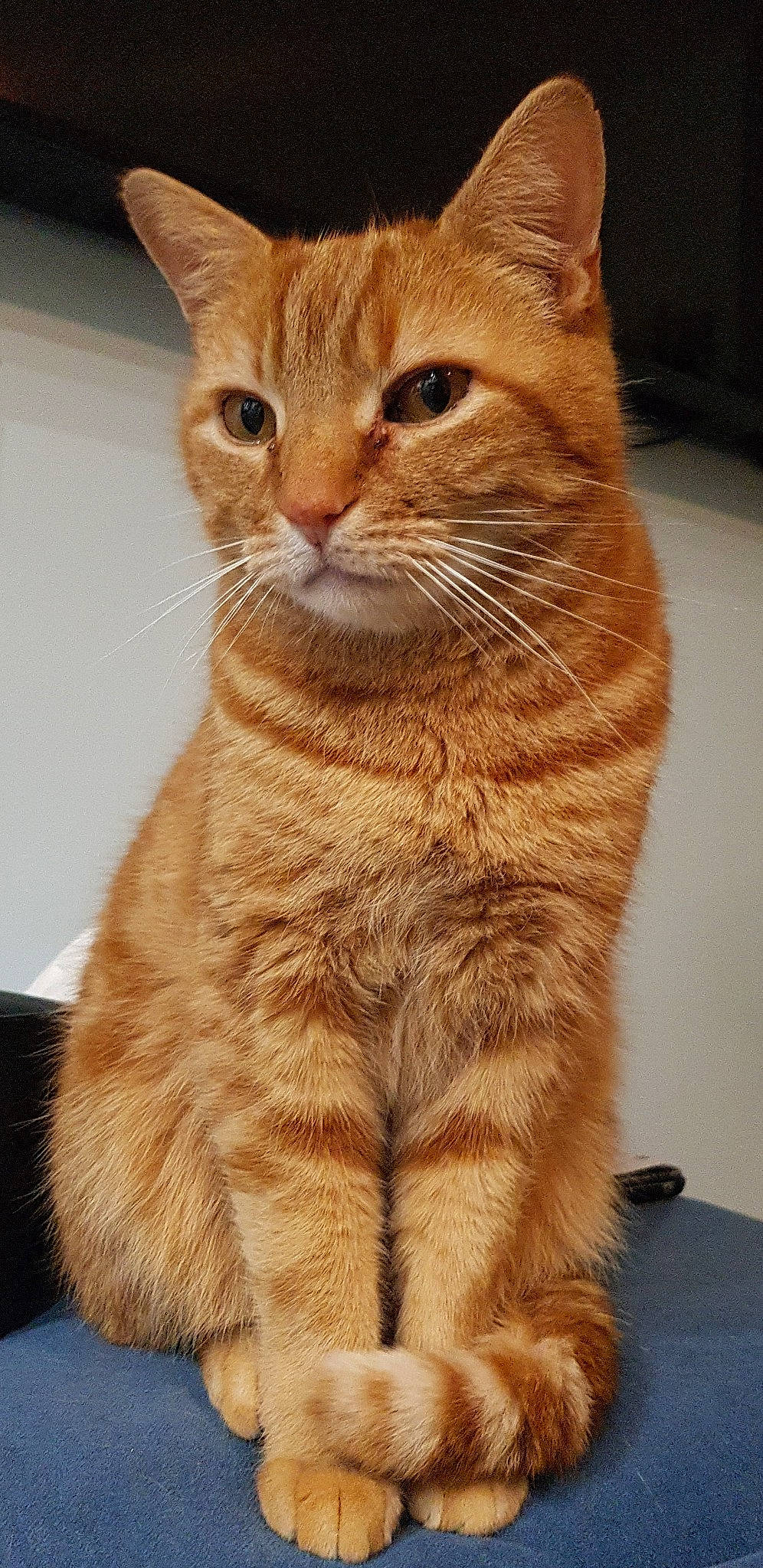 Dexter a rejoint le concours — aidez-le/la à gagner de superbes lots ! carnivore, cat, claw, domestic_short_haired_cat, fawn, felidae, fur, paw, small_to_medium_sized_cats, snout, tail, terrestrial_animal, whiskers, wildlife, window