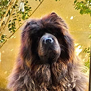 Nala a rejoint le concours — aidez-le/la à gagner de superbes lots ! dog, fluffy, lion_mane, outdoor, pet, animal, brown_fur, garden, leafy, sunlight, portrait, calm, large_dog, nature, furry, canine, mammal, cute, domestic_animal, majestic