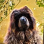 dog, fluffy, lion_mane, outdoor, pet, animal, brown_fur, garden, leafy, sunlight, portrait, calm, large_dog, nature, furry, canine, mammal, cute, domestic_animal, majestic
