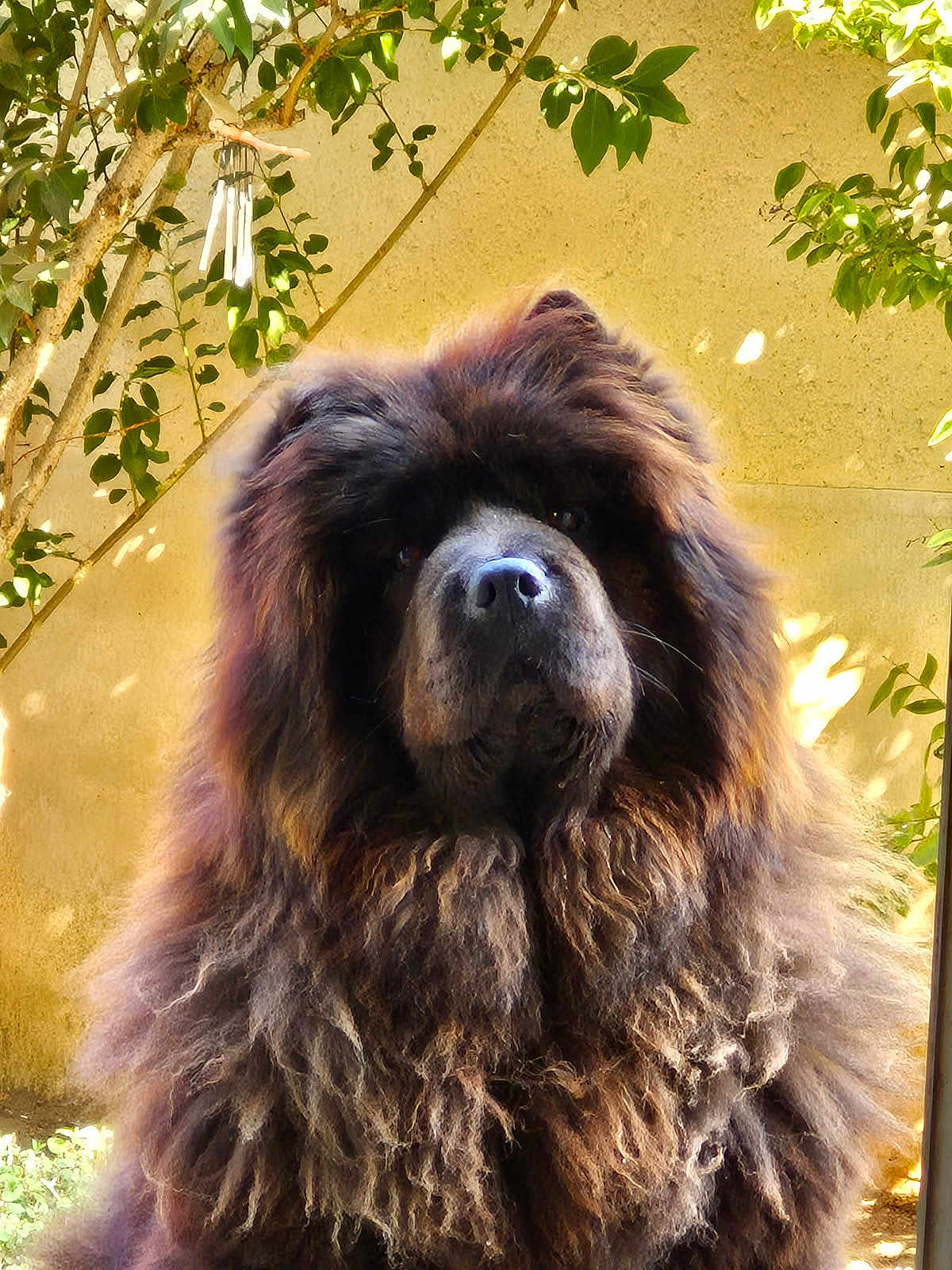 Nala a rejoint le concours — aidez-le/la à gagner de superbes lots ! dog, fluffy, lion_mane, outdoor, pet, animal, brown_fur, garden, leafy, sunlight, portrait, calm, large_dog, nature, furry, canine, mammal, cute, domestic_animal, majestic