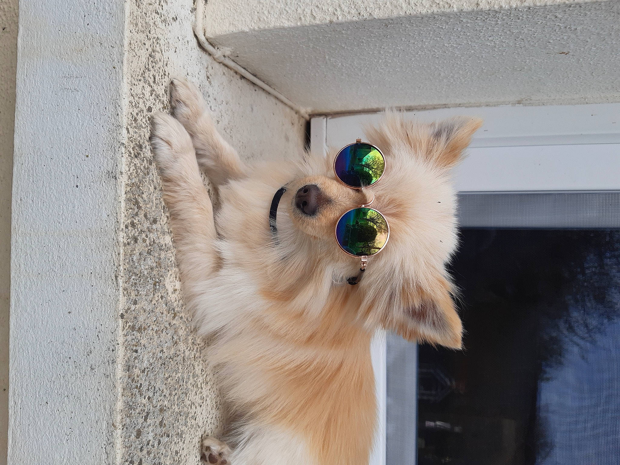 Chouchou participe au concours pour gagner de l'argent avec cette photo : carnivore, collar, companion_dog, dog, dog_breed, dog_collar, dog_supply, fawn, german_spitz, german_spitz_klein, leash, pet_supply, pomeranian, snout, spitz, sporting_group, toy_dog, volpino_italiano, whiskers, working_animal