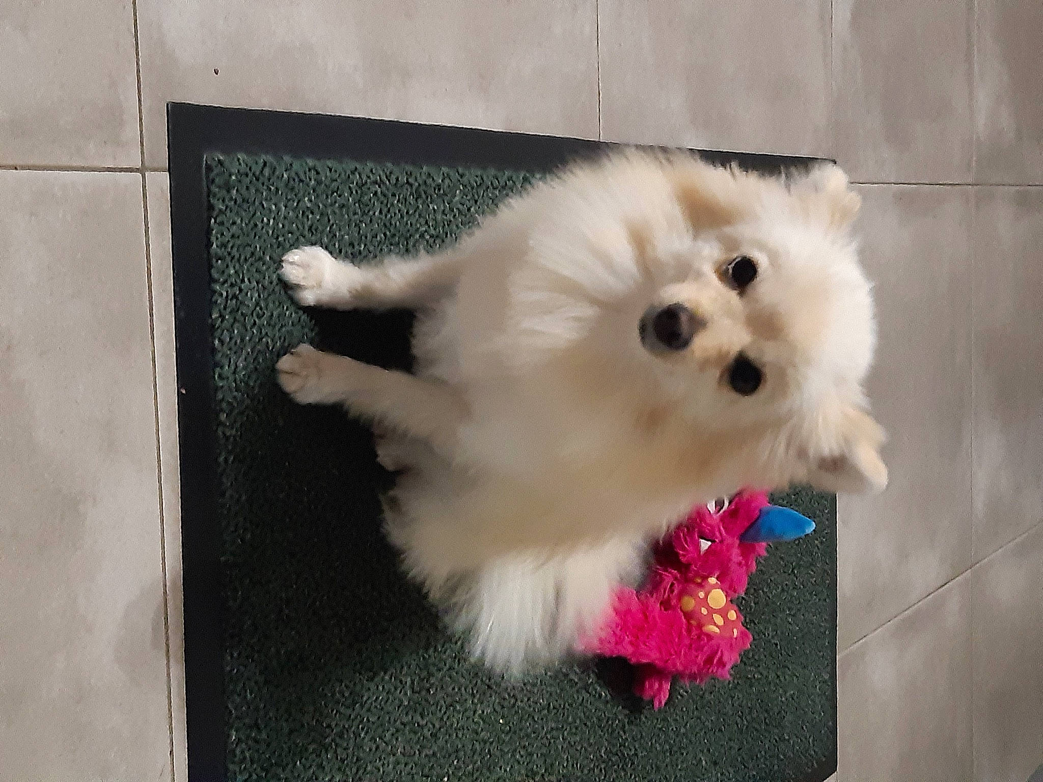 Chouchou participe au concours pour gagner de l'argent avec cette photo : canidae, carnivore, companion_dog, dog, dog_breed, dog_supply, fawn, fur, german_spitz, german_spitz_klein, german_spitz_mittel, japanese_spitz, pomeranian, snout, spitz, sporting_group, toy_dog, volpino_italiano, whiskers, working_animal