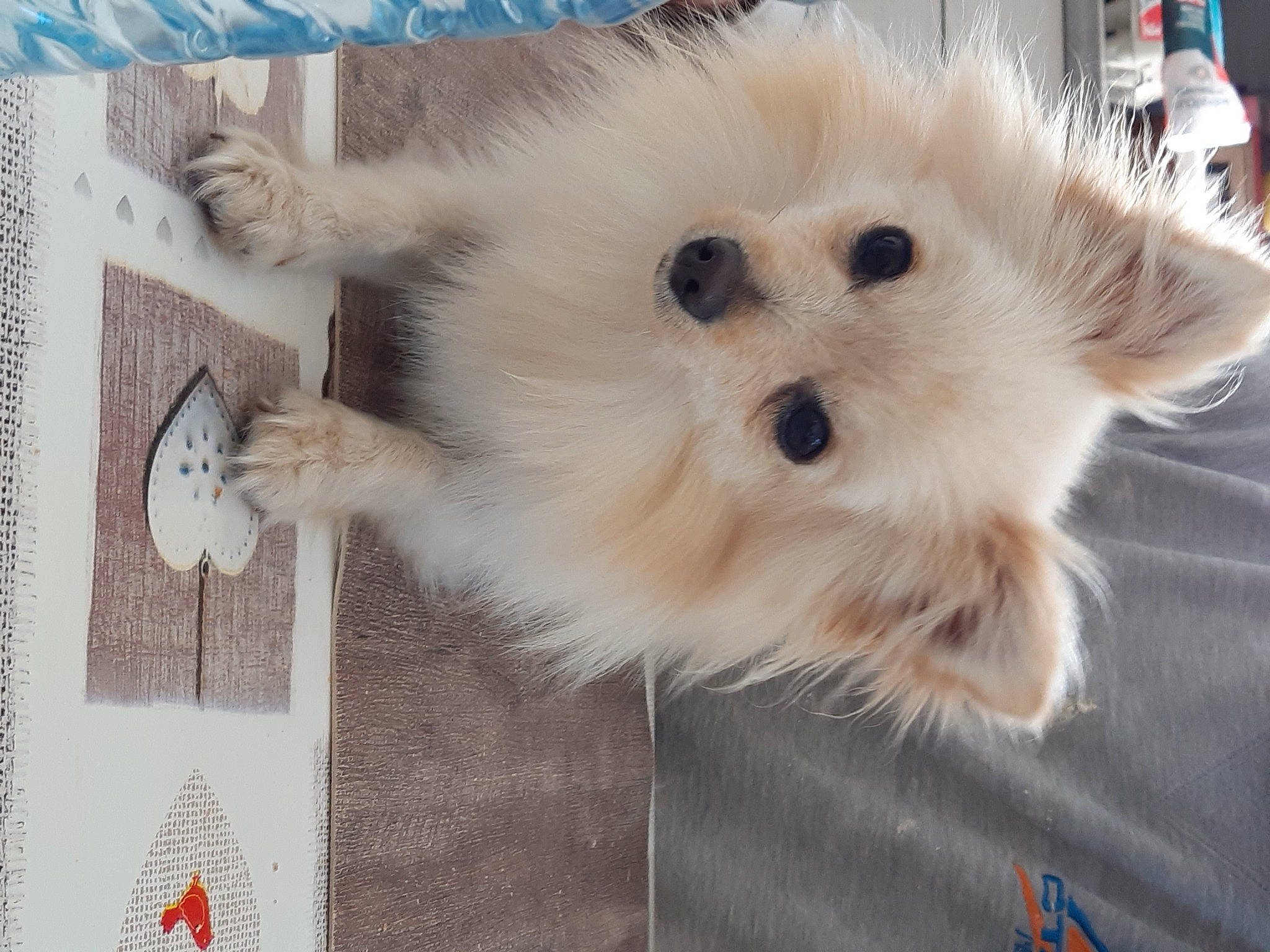 Chouchou participe au concours pour gagner de l'argent avec cette photo : canidae, carnivore, companion_dog, dog_breed, fawn, felidae, fur, german_spitz, german_spitz_klein, german_spitz_mittel, samoyed, snout, spitz, sporting_group, tail, terrestrial_animal, toy_dog, volpino_italiano, whiskers, working_animal