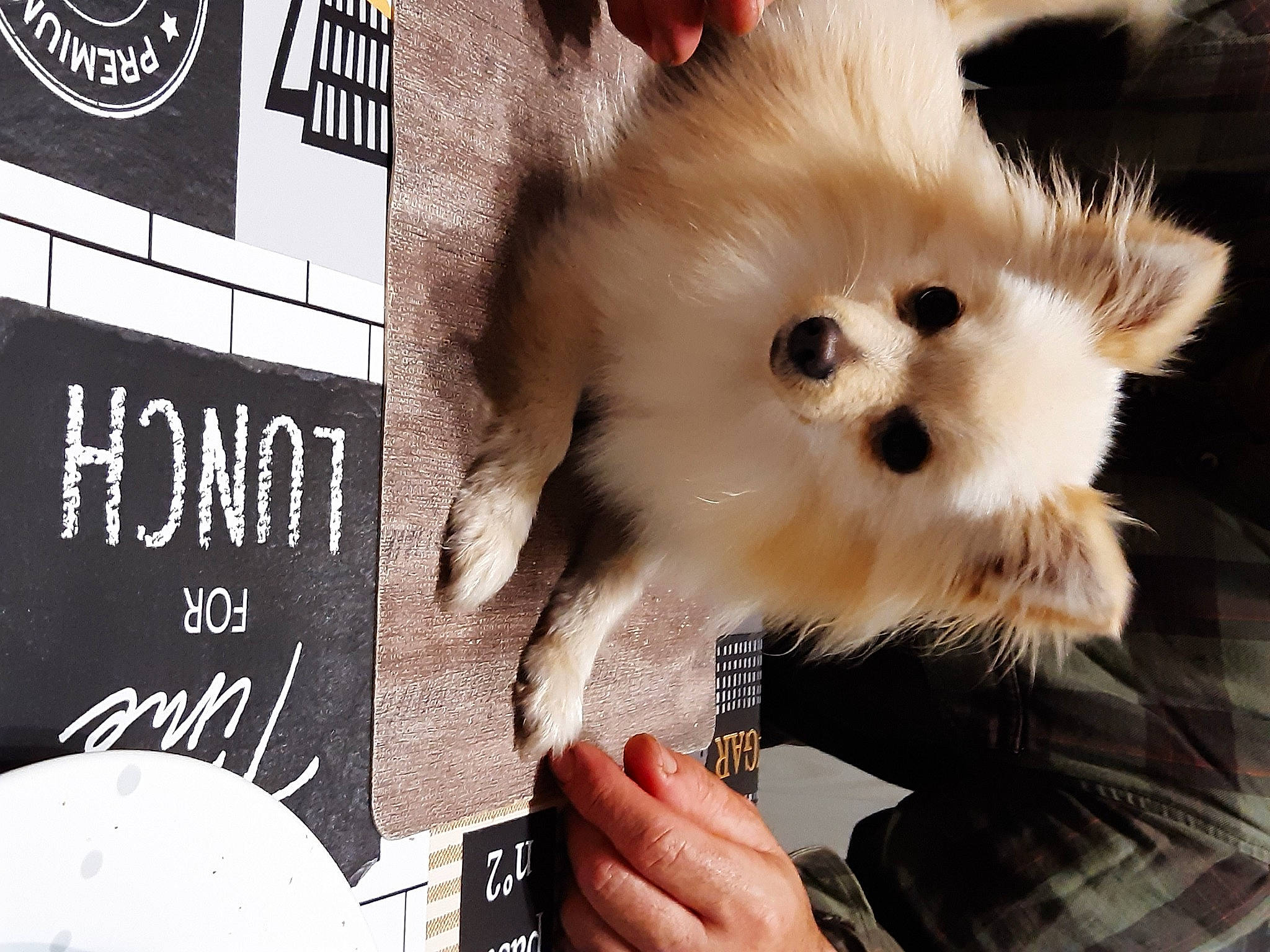 Chouchou participe au concours pour gagner de l'argent avec cette photo : canidae, carnivore, companion_dog, dog, dog_breed, dog_supply, fashion_accessory, fawn, font, fur, german_spitz, photo_caption, photograph, snapshot, snout, spitz, sporting_group, toy_dog, whiskers, working_animal