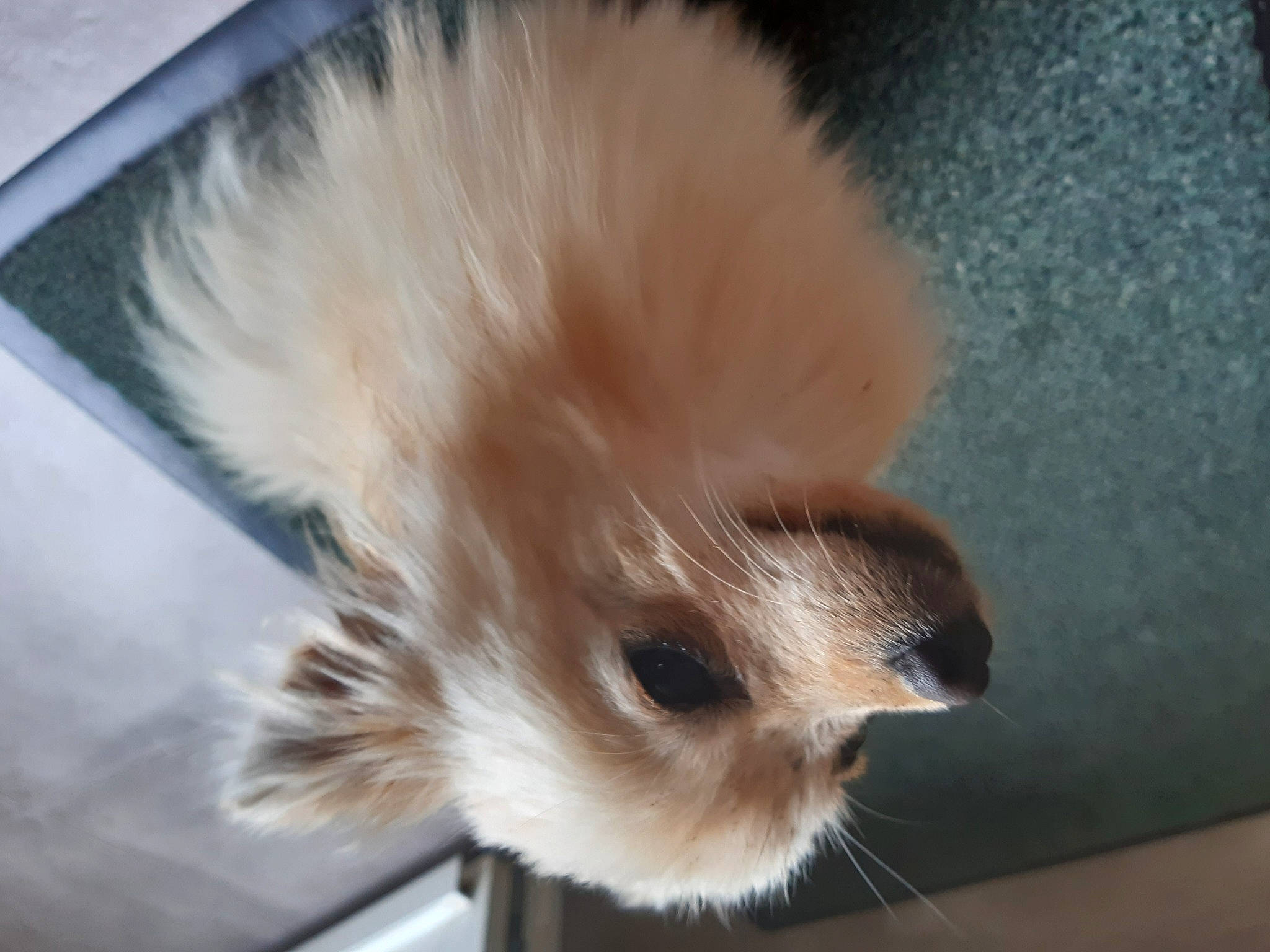 Chouchou participe au concours pour gagner de l'argent avec cette photo : balinese, canidae, carnivore, cat, claw, companion_dog, dog_breed, fawn, felidae, fur, siamese, small_to_medium_sized_cats, snout, tail, terrestrial_animal, whiskers, window