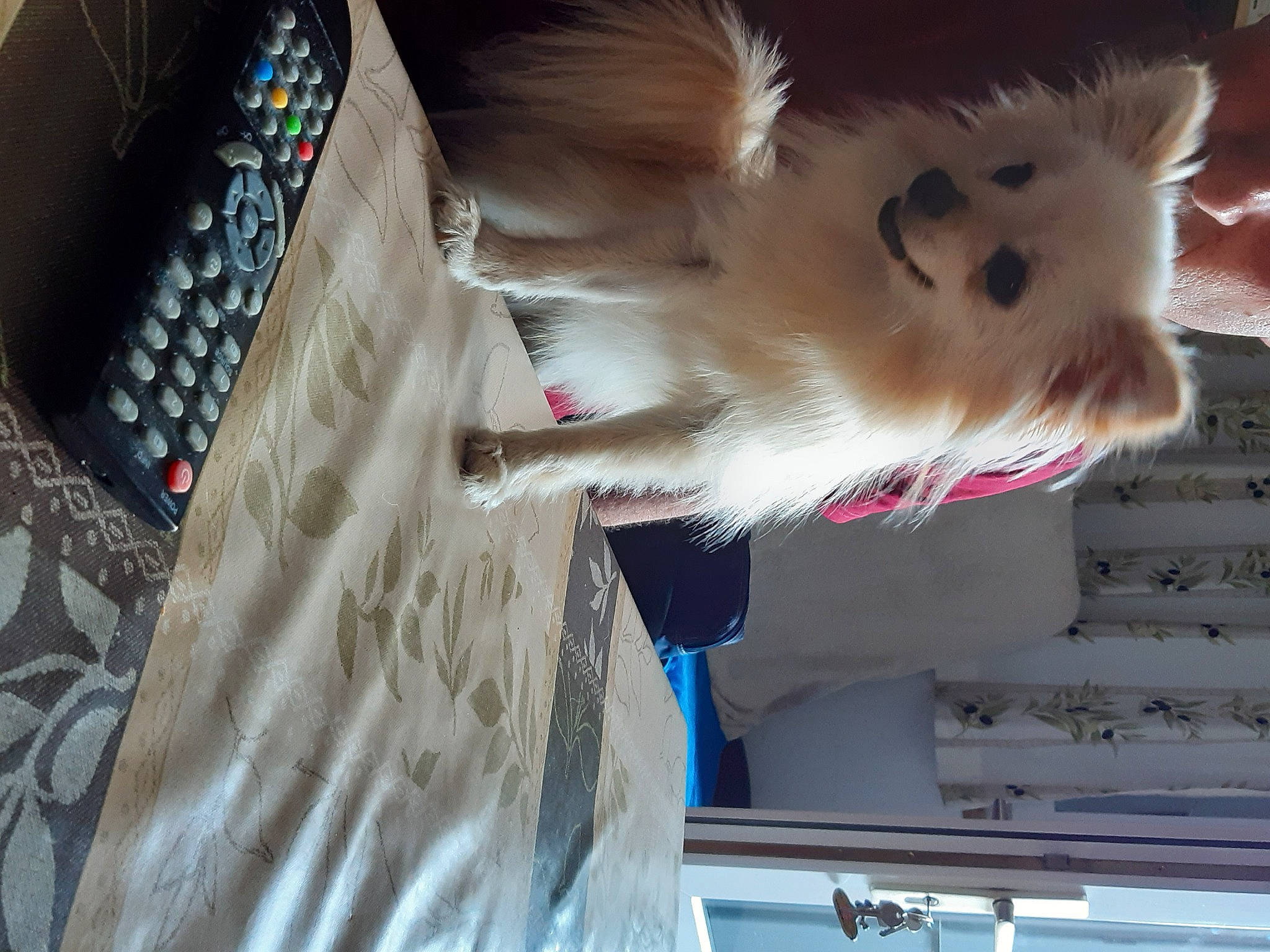 San Gothen participe au concours pour gagner de l'argent avec cette photo : canidae, carmine, carnivore, collar, companion_dog, dog, dog_breed, dog_supply, electric_blue, fashion_accessory, fashion_design, fawn, felidae, fur, pet_supply, small_to_medium_sized_cats, snout, sporting_group, tail, whiskers