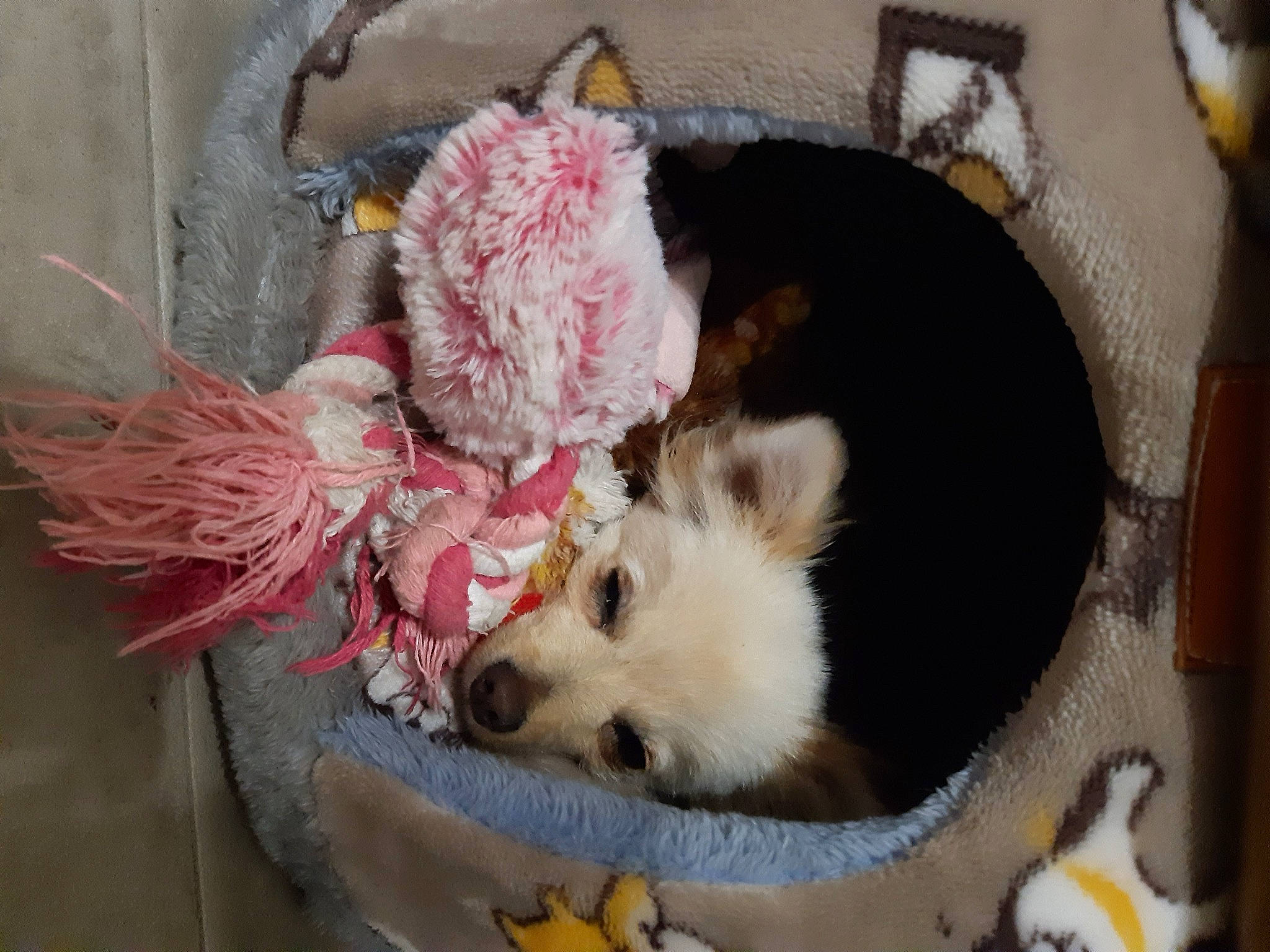 San Gothen a rejoint le concours — aidez-le/la à gagner de superbes lots ! animal_shelter, basket, canidae, carnivore, companion_dog, dog, dog_breed, dog_crate, dog_supply, fawn, felidae, fur, paw, pet_supply, small_to_medium_sized_cats, sporting_group, tail, toy, toy_dog, whiskers