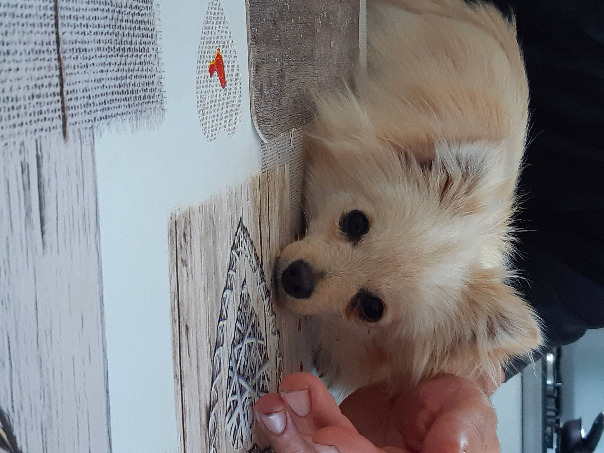 San Gothen a rejoint le concours — aidez-le/la à gagner de superbes lots ! ancient_dog_breeds, canidae, carnivore, companion_dog, corgi_chihuahua, dog, dog_breed, dog_supply, fawn, fur, german_spitz, german_spitz_klein, german_spitz_mittel, snout, spitz, sporting_group, toy_dog, volpino_italiano, whiskers, working_animal