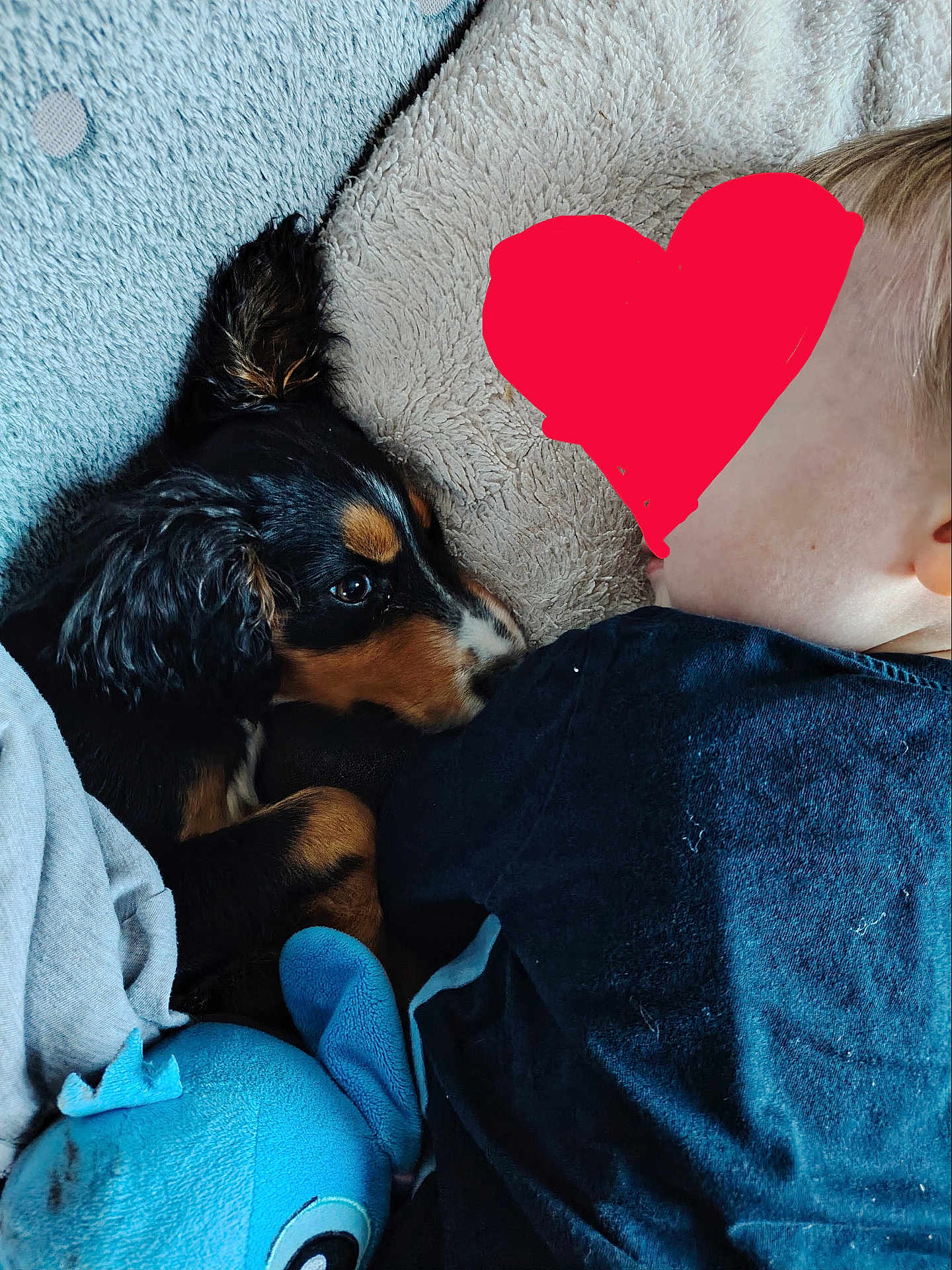 Puppy participe au concours pour gagner de l'argent avec cette photo : puppy, child, blanket, plush_toy, snuggling, cozy, indoor, soft_texture, blue, black, brown, fur, clothing, resting, cute, side_view, comfort, young, sleeping, animal