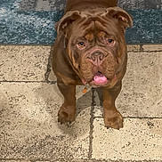 Titan is registered to the contest to win money with this photo: dog, bulldog, brown_dog, pet, tongue_out, tile_floor, indoor, looking_up, flooring, carpet, canine, companion, domestic_animal, mammal, short_hair, cute, friendly, animal, portrait, household