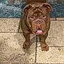 dog, bulldog, brown_dog, pet, tongue_out, tile_floor, indoor, looking_up, flooring, carpet, canine, companion, domestic_animal, mammal, short_hair, cute, friendly, animal, portrait, household