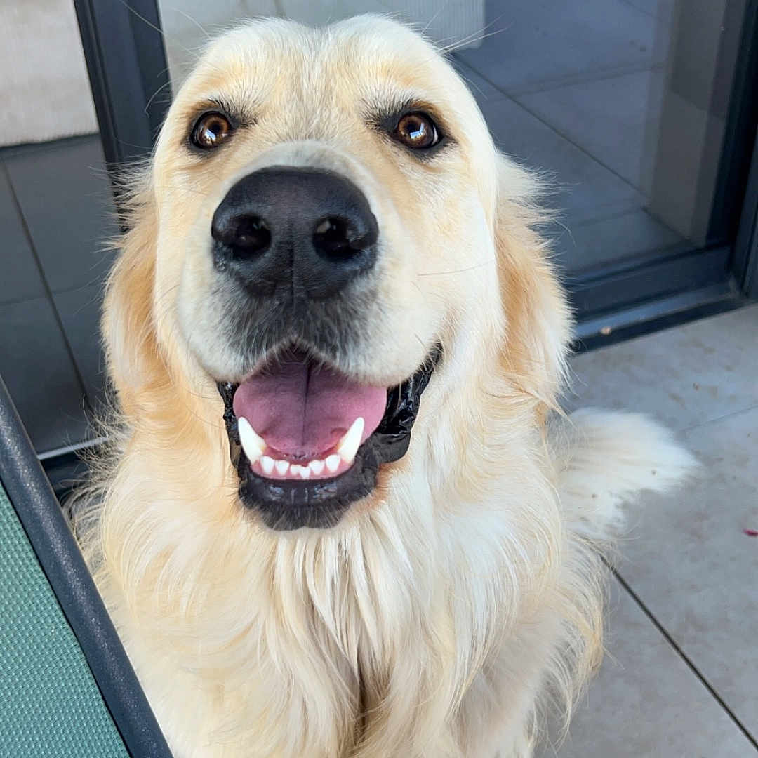 Urio a rejoint le concours — aidez-le/la à gagner de superbes lots ! animal, bodypart, canine, clothing, cockerspaniel, dog, door, eskimodog, footwear, goldenretriever, leash, mouth, path, person, pet, puppy, shoe, teeth, walkway, whitedog