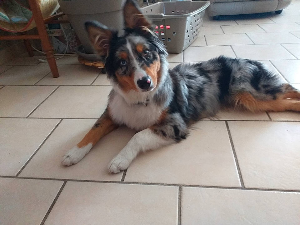 Elya participe au concours pour gagner de l'argent avec cette photo : canidae, carnivore, companion_dog, dog, dog_breed, dog_supply, floor, flooring, foot, fur, herding_dog, paw, snout, sporting_group, tail, terrestrial_animal, tile, whiskers, working_dog