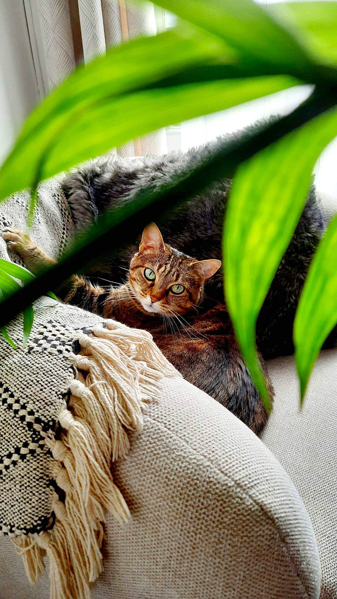 Didou participe au concours pour gagner de l'argent avec cette photo : carnivore, cat, close_up, felidae, flowerpot, fur, grass, green, houseplant, organism, pattern, plant, small_to_medium_sized_cats, snout, terrestrial_animal, terrestrial_plant, textile, vertebrate, whiskers, wood