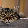 cat, tabby, pet, animal, feline, resting, sleepy, closeup, portrait, ears, whiskers, fur, gray, soft, cozy, indoor, blurred_background, relaxed, cute, face