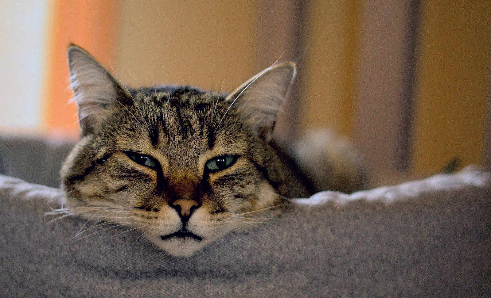 Mooka participe au concours pour gagner de l'argent avec cette photo : cat, tabby, pet, animal, feline, resting, sleepy, closeup, portrait, ears, whiskers, fur, gray, soft, cozy, indoor, blurred_background, relaxed, cute, face