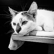 Love a rejoint le concours — aidez-le/la à gagner de superbes lots ! cat, feline, pet, animal, white_cat, tabby, black_and_white, portrait, close_up, whiskers, ears, eyes, nose, resting, lying_down, shelf, furniture, indoor, monochrome, photography