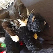 Boubou participe au concours pour gagner de l'argent avec cette photo : animal, black_toy, brown_fur, cat, close_up, cozy, cute, furry, indoor, pet, playful, plush_toy, relaxed, resting, snuggling, soft_surface, stuffed_animal, toy, whiskers, white_paws