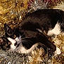 cat, black_and_white, tinsel, holiday, decorations, festive, whiskers, ears, eyes, fur, pet, animal, cute, lying_down, close_up, shiny, sparkly, indoors, playful, cozy