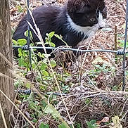 Boubou a rejoint le concours — aidez-le/la à gagner de superbes lots ! cat, black_and_white, fence, wire_fence, plants, greenery, outdoor, nature, wild, curious, animal, pet, grass, leaves, wood, tree_trunk, ground, small_animal, mammal, fur
