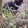 cat, black_and_white, fence, wire_fence, plants, greenery, outdoor, nature, wild, curious, animal, pet, grass, leaves, wood, tree_trunk, ground, small_animal, mammal, fur