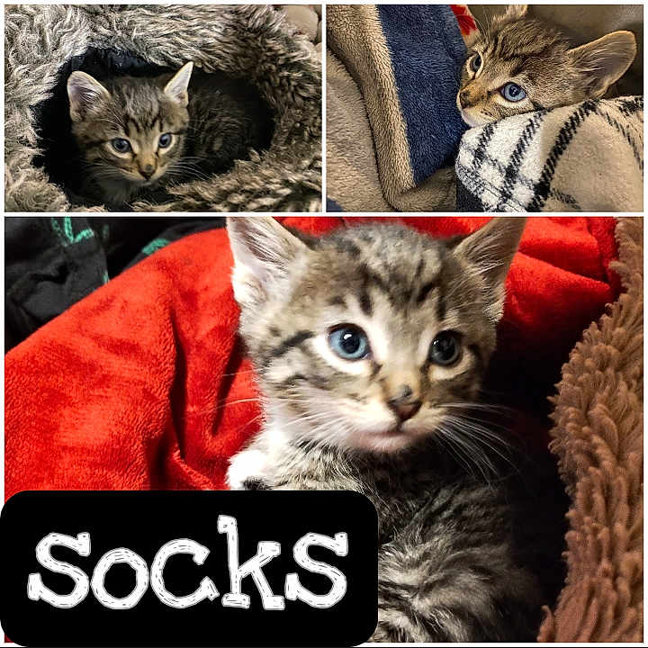 Her Name Is Socks