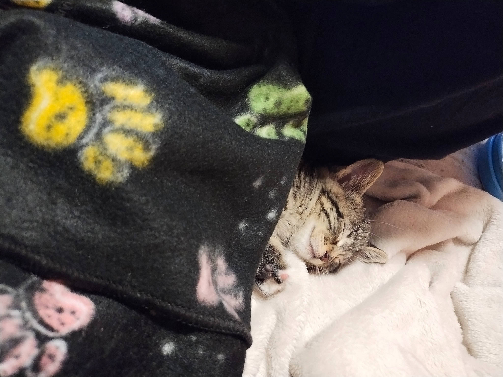 Her Name Is Socks joined the competition — help win amazing prizes! carnivore, cat, claw, comfort, denim, domestic_short_haired_cat, felidae, fur, gesture, human_leg, linens, nail, pattern, paw, sleeve, small_to_medium_sized_cats, sportswear, thigh, top, whiskers