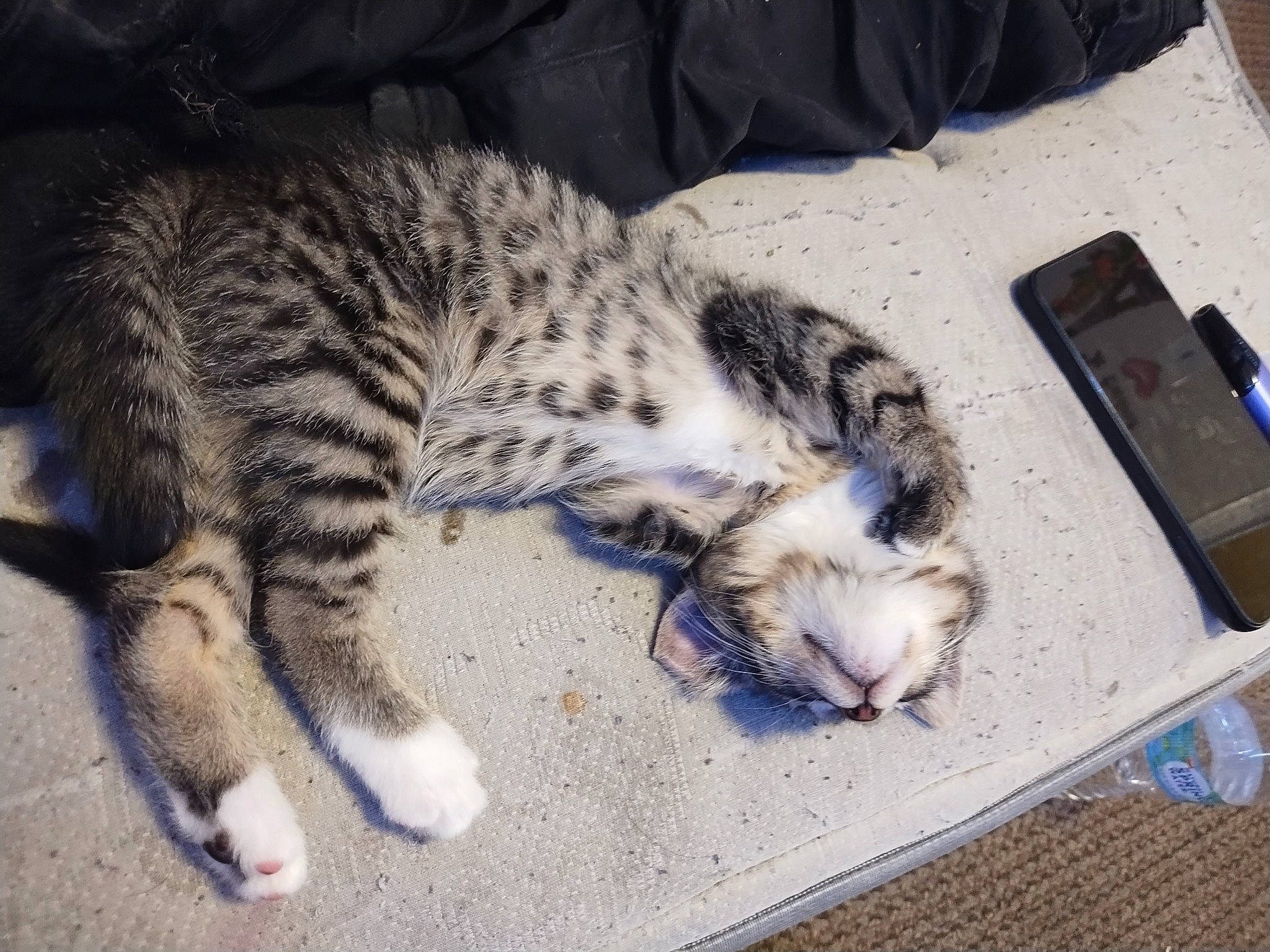 Her Name Is Socks joined the competition — help win amazing prizes! carnivore, cat, claw, comfort, communication_device, domestic_short_haired_cat, felidae, fur, mobile_device, mobile_phone, nap, paw, portable_communications_device, small_to_medium_sized_cats, tablet_computer, tail, telephone, telephony, terrestrial_animal, whiskers