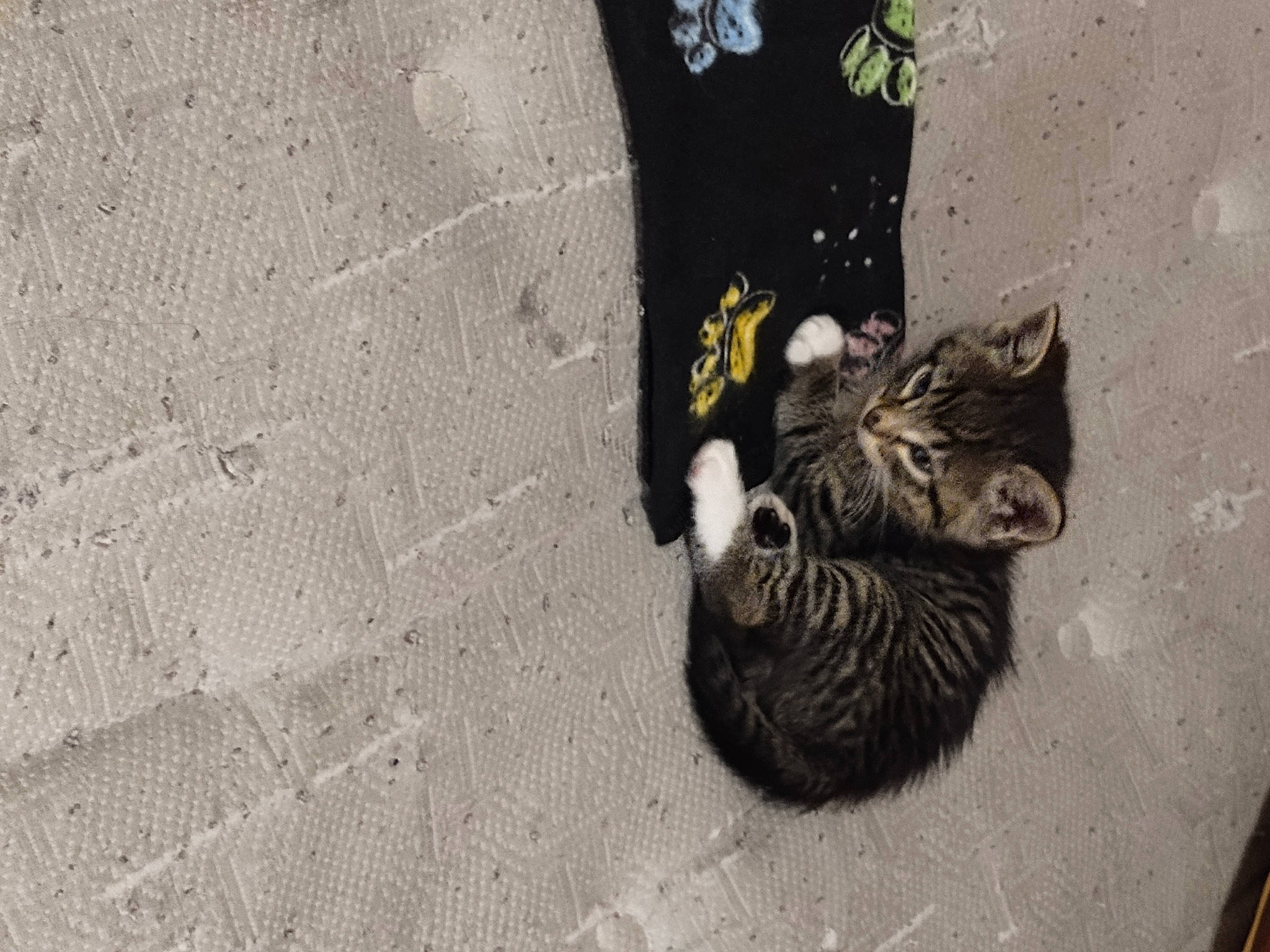 Her Name Is Socks is registered to the contest to win money with this photo: art, asphalt, black_cat, carnivore, cat, concrete, domestic_short_haired_cat, felidae, fur, grey, monochrome, monochrome_photography, paw, road_surface, sidewalk, small_to_medium_sized_cats, snout, soil, tail, whiskers