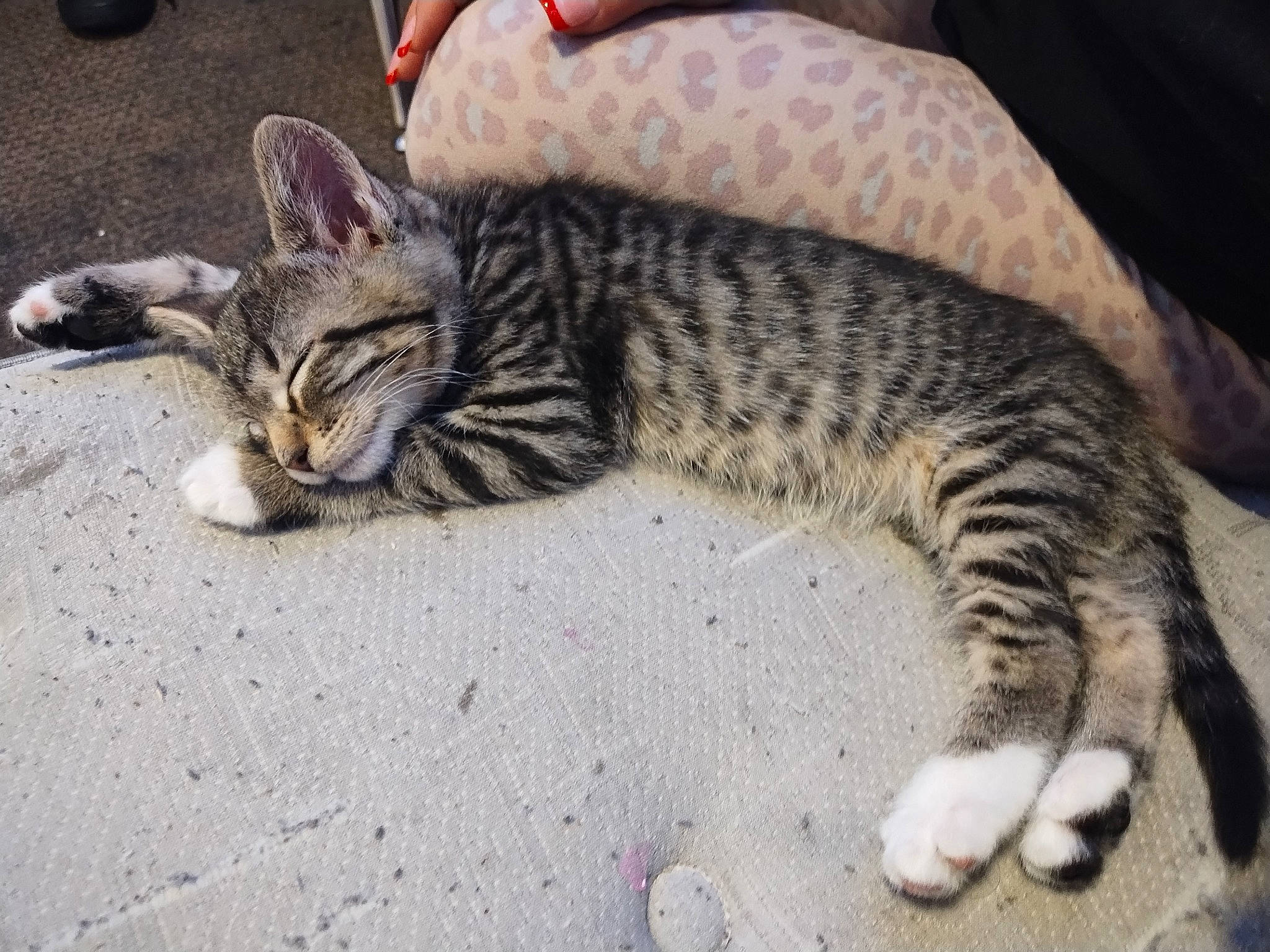 Her Name Is Socks is registered to the contest to win money with this photo: carnivore, cat, claw, comfort, domestic_short_haired_cat, felidae, fur, grass, paw, road_surface, sitting, small_to_medium_sized_cats, snout, tail, terrestrial_animal, tire, whiskers