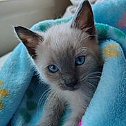 Nimbus is registered to the contest to win money with this photo: kitten, cat, blue_eyes, close_up, blanket, cozy, soft, fur, pet, animal, cute, indoor, snuggled, young, face, whiskers, ears, resting, comfort, portrait