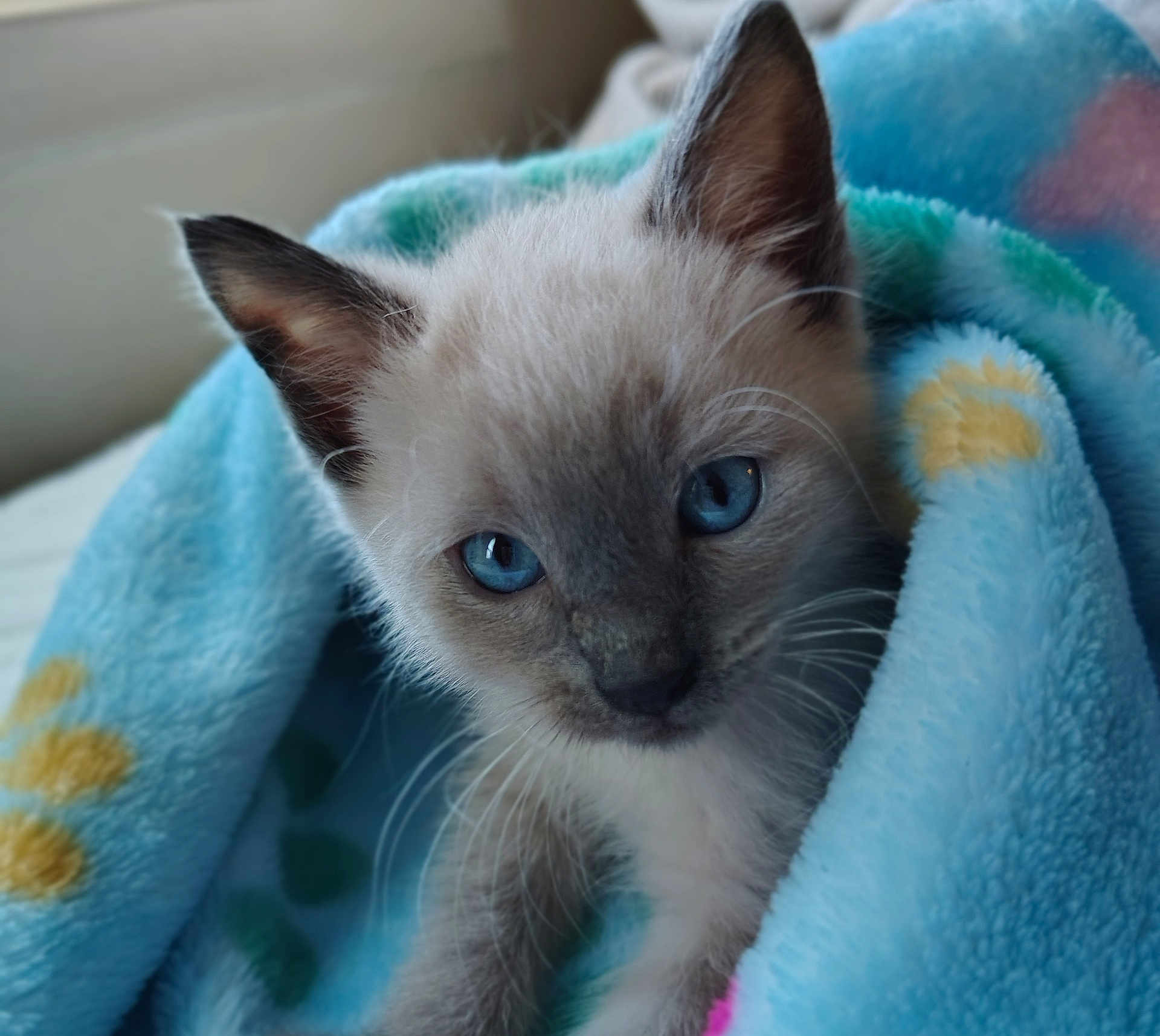 Nimbus is registered to the contest to win money with this photo: kitten, cat, blue_eyes, close_up, blanket, cozy, soft, fur, pet, animal, cute, indoor, snuggled, young, face, whiskers, ears, resting, comfort, portrait