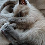 Nimbus is registered to the contest to win money with this photo: kitten, sleeping, cat, furry, paw, blanket, cozy, cute, pet, animal, fur, resting, soft, whiskers, closeup, domestic, young, relaxing, indoor, adorable