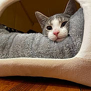 Salem is registered to the contest to win money with this photo: animal, bed, cat, cave_bed, cozy, cute, domestic_cat, ears, floor, fur, gray_cat, indoor, pet, pink_nose, plush, resting, snug, soft, whiskers, white_cat