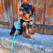 Miss a rejoint le concours — aidez-le/la à gagner de superbes lots ! animal, black, blue_dress, brown, curious, cute, dog, fluffy, fur, head_tilt, leash, outdoor, pet, puppy, rustic, sitting, small_dog, stone_ledge, wooden_door, yorkshire_terrier