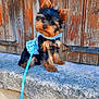 animal, black, blue_dress, brown, curious, cute, dog, fluffy, fur, head_tilt, leash, outdoor, pet, puppy, rustic, sitting, small_dog, stone_ledge, wooden_door, yorkshire_terrier