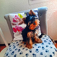 Miss a rejoint le concours — aidez-le/la à gagner de superbes lots ! blanket, chair, companion, cozy, curious, cute, dog, fluffy, fur, head_tilt, homedecor, indoor, paw_print, pet, pillow, puppy, seated, small_dog, wall, yorkshire_terrier