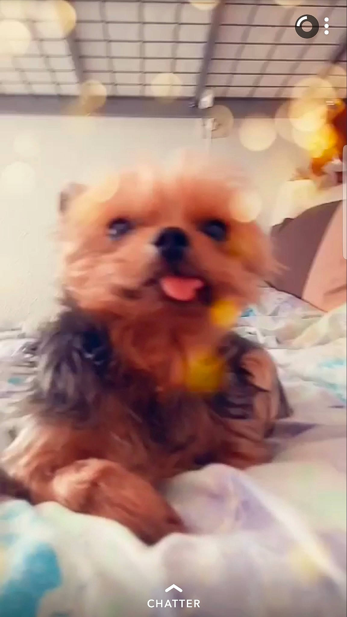 Gladys a rejoint le concours — aidez-le/la à gagner de superbes lots ! canidae, carnivore, companion_dog, dog, dog_breed, eye, maltepoo, mammal, morkie, pomeranian, puppy, puppy_love, rare_breed_dog, shih_tzu, small_terrier, snout, terrier, toy_dog, vertebrate, yorkshire_terrier