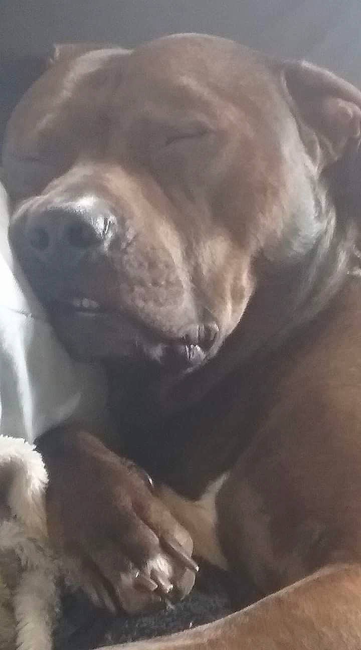 Grizly joined the competition — help win amazing prizes! borador, canidae, carnivore, companion_dog, dog, dog_breed, fawn, fur, labrador_retriever, liver, non_sporting_group, retriever, snout, sporting_group, terrestrial_animal, whiskers, working_animal, wrinkle