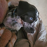 Judy is registered to the contest to win money with this photo: puppy, dog, blue_eyes, black_and_white, speckled, close_up, blanket, cozy, pet, animal, fur, collar, cute, lying_down, indoors, resting, young_dog, snout, ears, curious