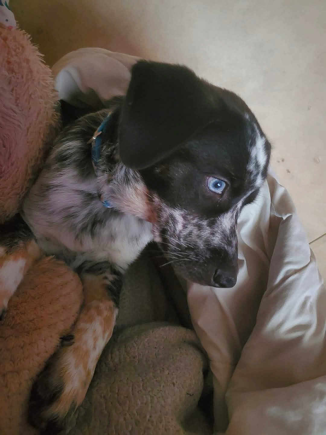 Judy is registered to the contest to win money with this photo: puppy, dog, blue_eyes, black_and_white, speckled, close_up, blanket, cozy, pet, animal, fur, collar, cute, lying_down, indoors, resting, young_dog, snout, ears, curious