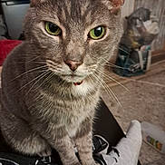 Blake is registered to the contest to win money with this photo: bag, cat, close_up, collar, curious, domestic_animal, feline, gray_fur, green_eyes, home_interior, indoor, lap, paws, pet, portrait, refrigerator, sitting, sock, tiled_floor, whiskers